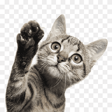 png transparent brown tabby cat cat dog kitten pet sitting the waving cat animals cat like mammal pe.png