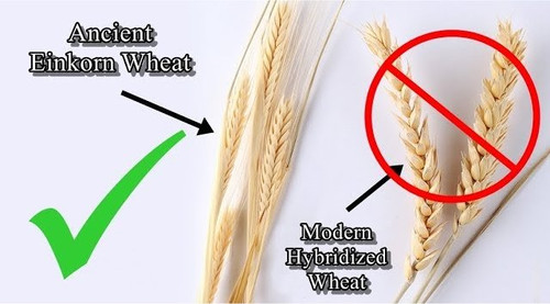 gluten2409.jpg