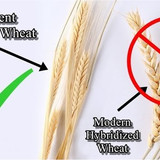 gluten2409
