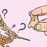 gluten2411