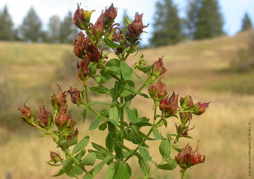 Hypericum perforatum Frucht.jpg