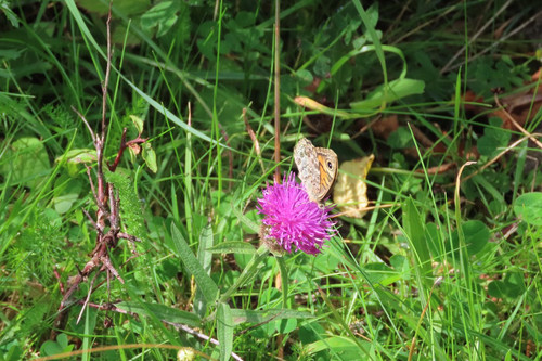 GUzp P8WIAAis F?format=jpg.jpg