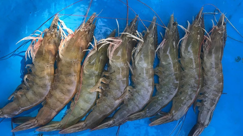 04; Mongabay Indonesia.jpg