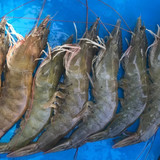 04; Mongabay Indonesia