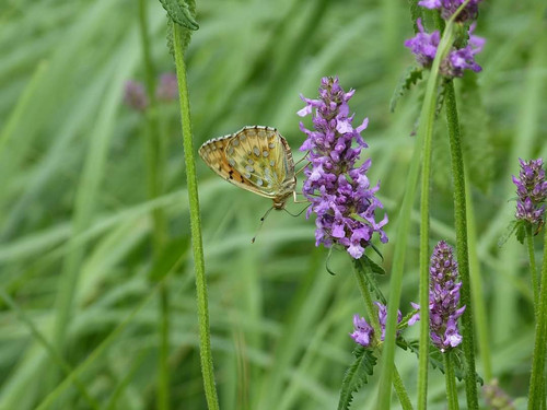 GU4qEewWMAAC b0?format=jpg.jpg