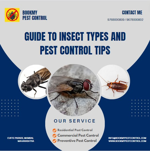 A Guide to Finding the Right Pest Control Rates in Mumbai.jpg