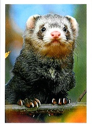 PENNY Naše země 121.jpg