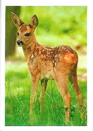 PENNY Naše země 139.jpg