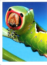 PENNY Naše země 140.jpg