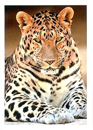 PENNY Naše země 165.jpg