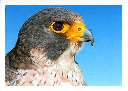 PENNY Naše země 142.jpg