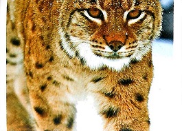 PENNY Naše země 134.jpg