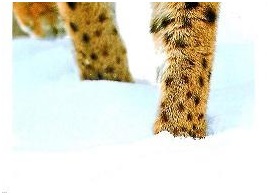 PENNY Naše země 135.jpg