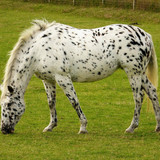 saffronsandy