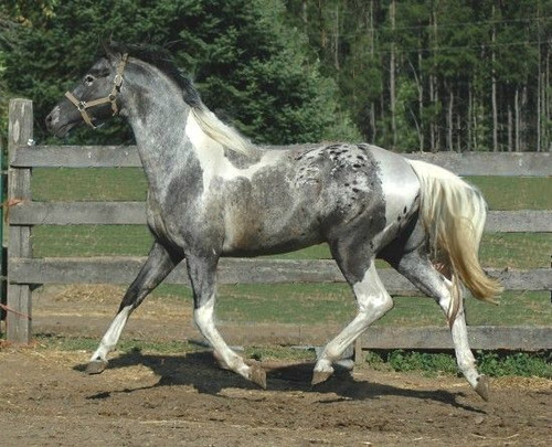 sagittarius