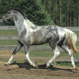 sagittarius