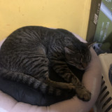 IMG 3923