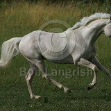 velenodiromeo