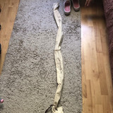 IMG 1534