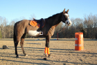 amarelagiulietta p.jpg