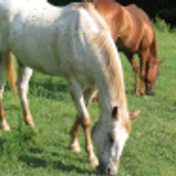 canelitanina p