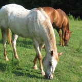 canelitanina