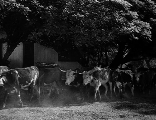 cap Along.the.Rio.Grande.1941.DVDRip.x264 Flipper 00 01 17 01.png