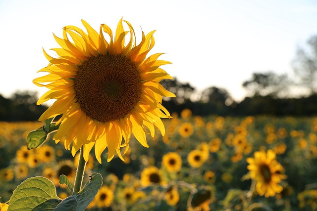 Sunflowers 