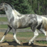 sagittarius p