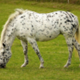 saffronsandy p