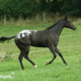 piedflycatcher p