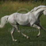 velenodiromeo p