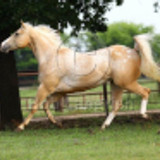 rhodesvigor p