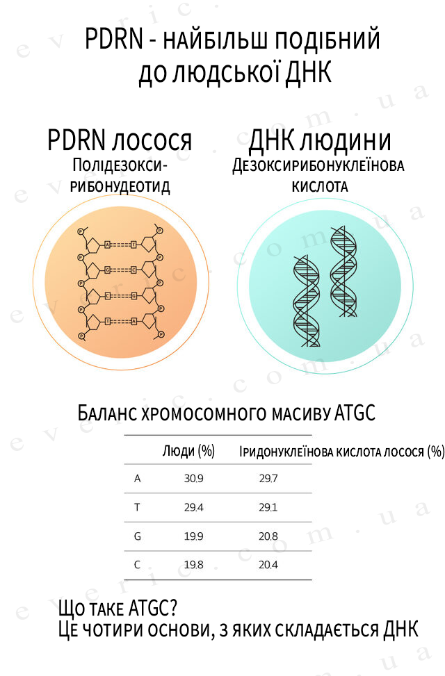 1 копия