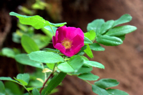 IMG 1974.jpg