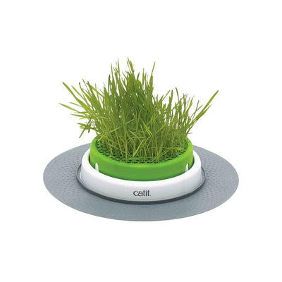 Checkout The Top-Quality Cat Grass Online.jpg