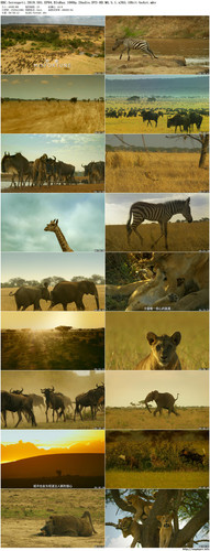 BBC.Serengeti.2019.S01.EP04.BluRay.1080p.2Audio.DTS HD.MA.5.1.x265.10bit beAst preview.jpg