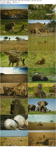 BBC.Serengeti.2019.S01.EP02.BluRay.1080p.2Audio.DTS HD.MA.5.1.x265.10bit beAst preview.jpg