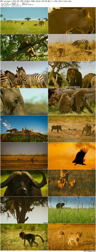 BBC.Serengeti.2019.S01.EP01.BluRay.1080p.2Audio.DTS HD.MA.5.1.x265.10bit beAst preview.jpg