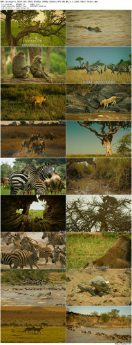 BBC.Serengeti.2019.S01.EP03.BluRay.1080p.2Audio.DTS HD.MA.5.1.x265.10bit beAst preview.jpg
