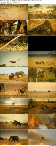 BBC.Serengeti.2019.S01.EP05.BluRay.1080p.2Audio.DTS HD.MA.5.1.x265.10bit beAst preview.jpg