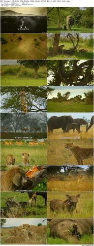 BBC.Serengeti.2019.S01.EP06.BluRay.1080p.2Audio.DTS HD.MA.5.1.x265.10bit beAst preview.jpg