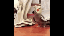 IMG 1462.gif