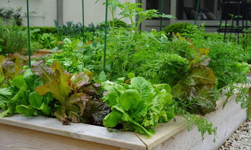salad2407