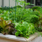 salad2407