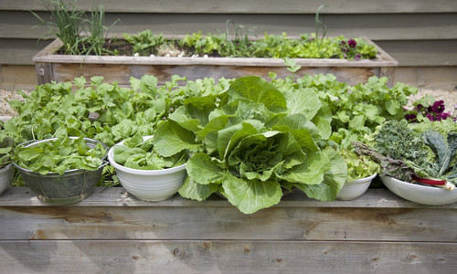 salad2406