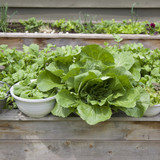 salad2406