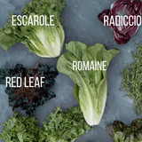 salad2411
