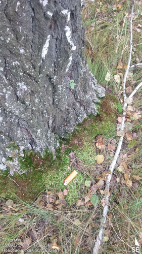 31 во мху 121° 113м 55.09375, 81.01713 (±3м) 15092024 191511.jpg