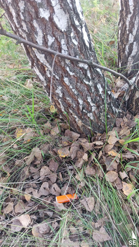 3 117° 109м 55.09268, 81.02143 (±3м) 15092024 184303.jpg